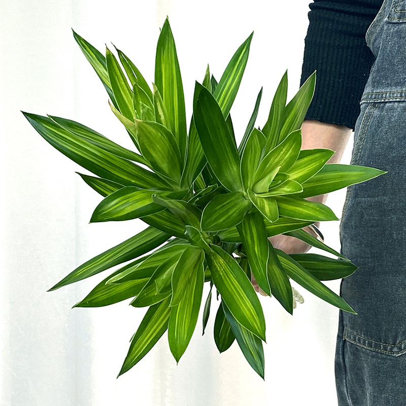 百合竹ins风小清新范儿水培植物昆明直发家庭用花生活鲜花一扎5支