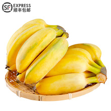 5斤顺丰 越南西贡蕉粉蕉芭蕉米蕉装非香蕉广西小米蕉新鲜热带水果