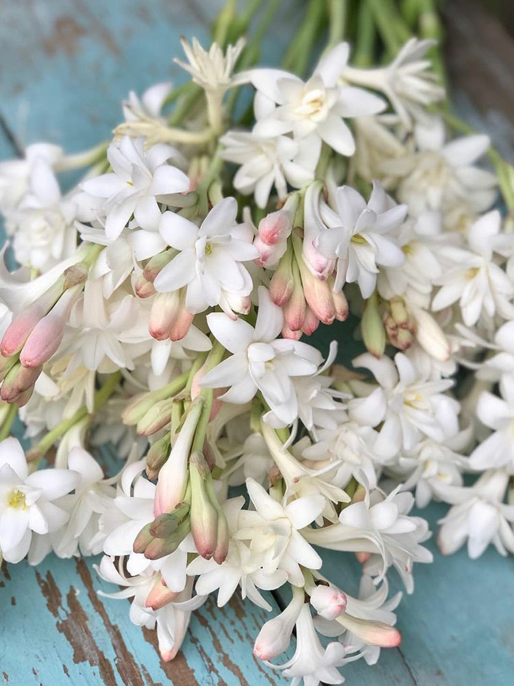 晚香玉种球白色粉色石蒜科虹越庭院花园阳台清香花卉可切花球根
