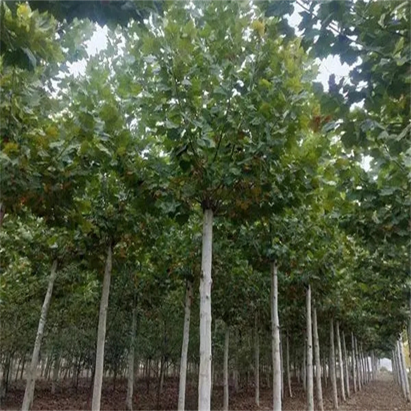 出售新采法国梧桐种子 梧桐树种子 法桐树种子 悬铃木15元/斤