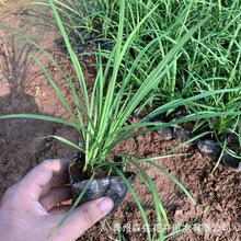 玉龙草 矮麦冬青叶麦冬金边绿植 耐绿耐寒庭院绿化麦冬草