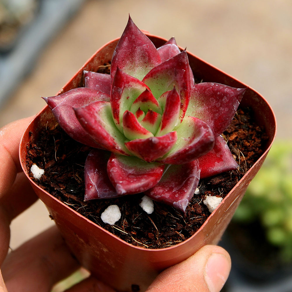 红檀东云系多肉植物批发室内窗台植物绿植青州花卉基地新绿盆栽