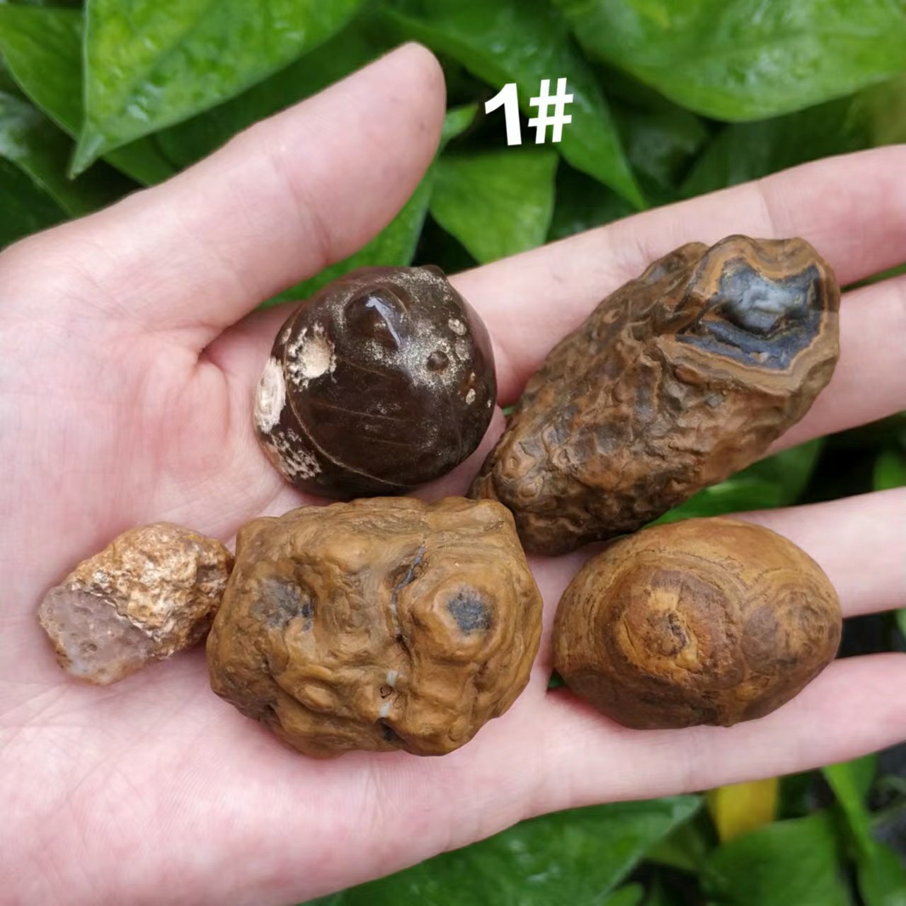 天原蒙天珠九眼石页岩地表金钱石原石批发散装收藏品-阿里巴巴