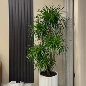 龙血树双层单头造型多头盆栽大型网红绿植落地基地批发品质专享-阿里