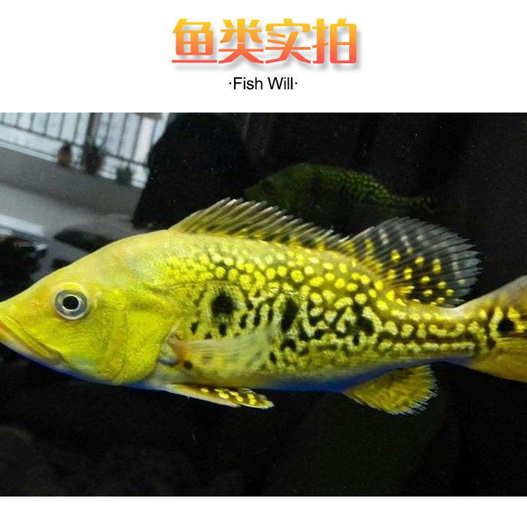 黄金巴西亚三间凯氏丽鱼金老虎鱼苗热带淡水观赏鱼招财龙鱼缸配鱼