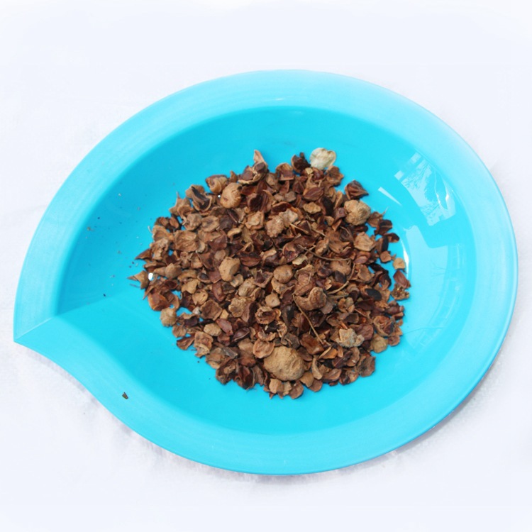 新采池杉种子 厂家直销 池杉种子 水杉种子 品种 绿化苗木