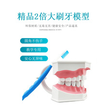 教学模型假牙 2倍牙模牙科 牙模型放大2倍带牙刷牙齿模型