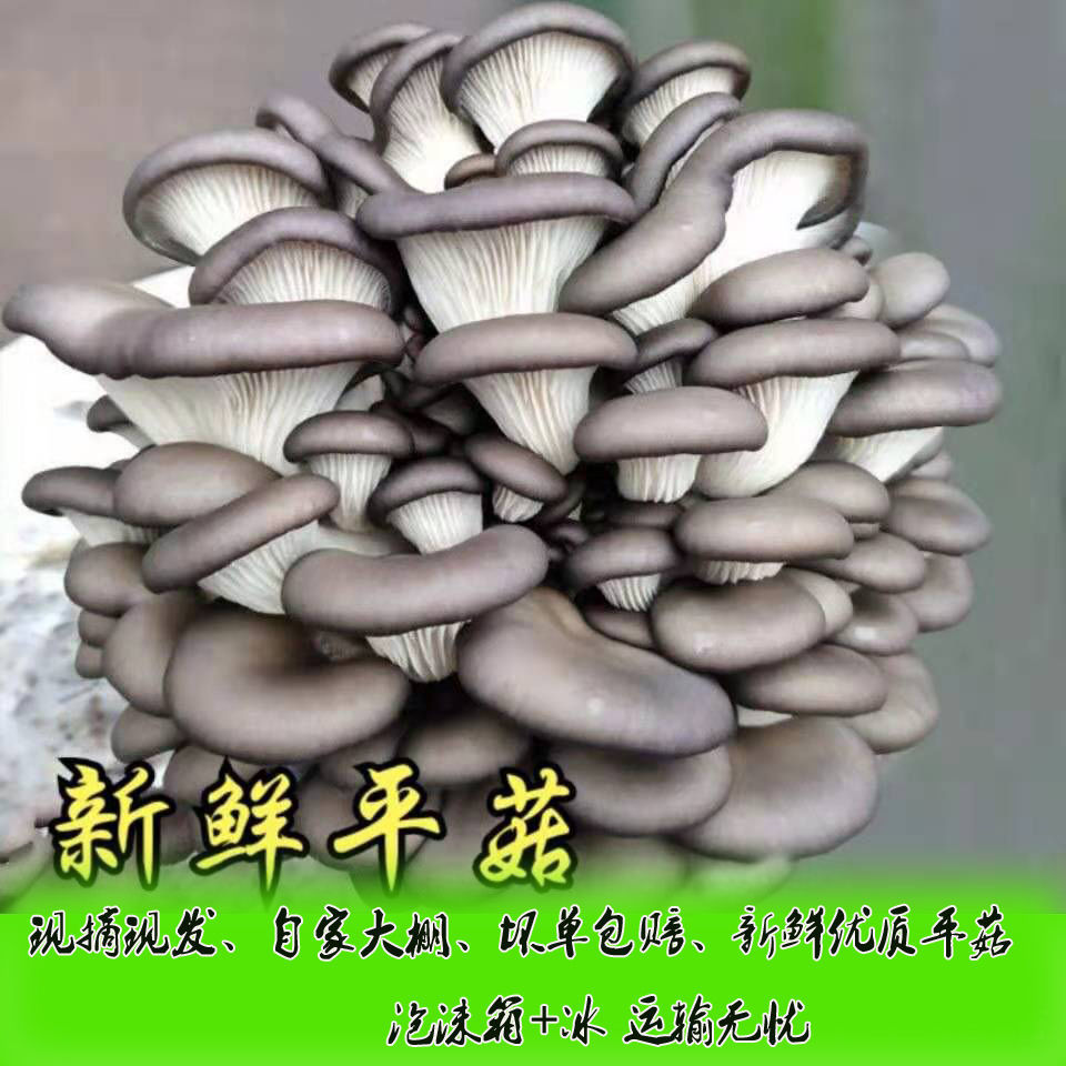 平菇新鲜