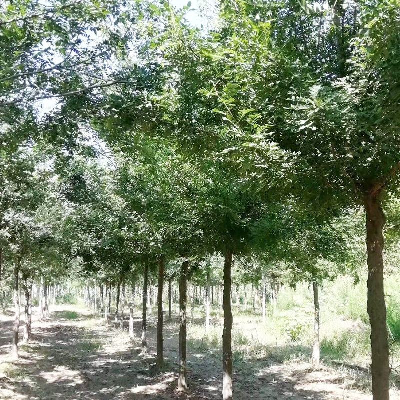 批发荒山造林苗圃绿化树苗基地批发皂角树苗易成活适应性强皂角大