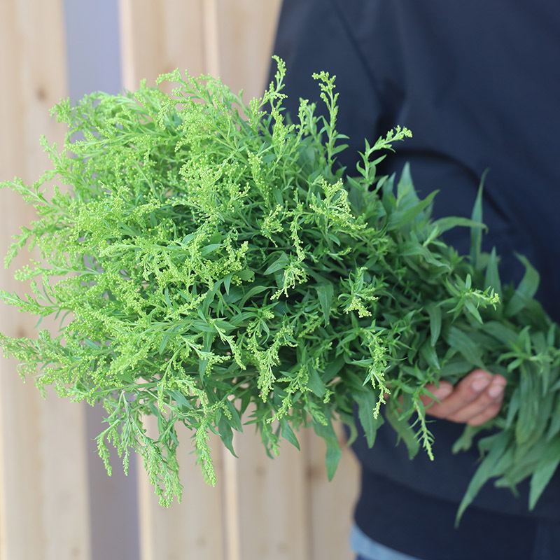 黄英配草一束20支云南基地直发批发联系客服-阿里巴巴