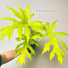 黄金春羽瓦萨维奇撕裂蔓绿绒黄金赛洛姆天南星科热带室内观叶植物