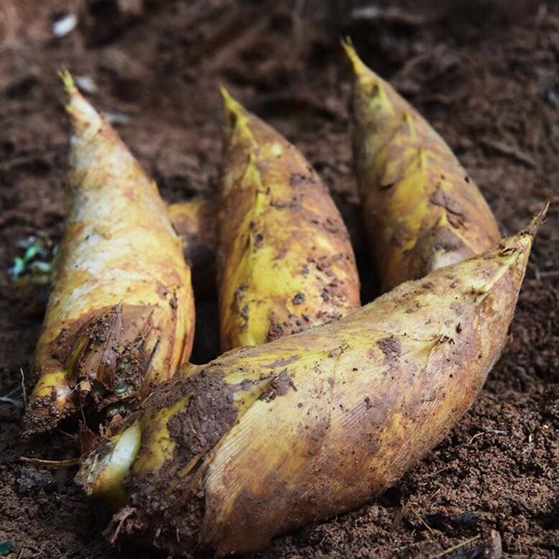 安吉冬笋 新鲜笋 竹笋 农家笋现挖现发5斤/10斤礼盒装 特产农产品