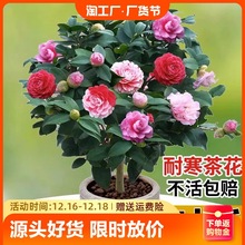 香妃茶花树苗盆栽带花苞五色赤丹植物玫瑰花好养山茶花苗四季开花