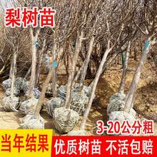 一件代发特大秋月梨树果苗砀山梨红梨嫁接苗南方北方四季种植庭院