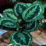 【彩虹竹芋】孔雀竹芋苹果竹芋新飞羽绿植盆栽四季常青  竹芋盆栽