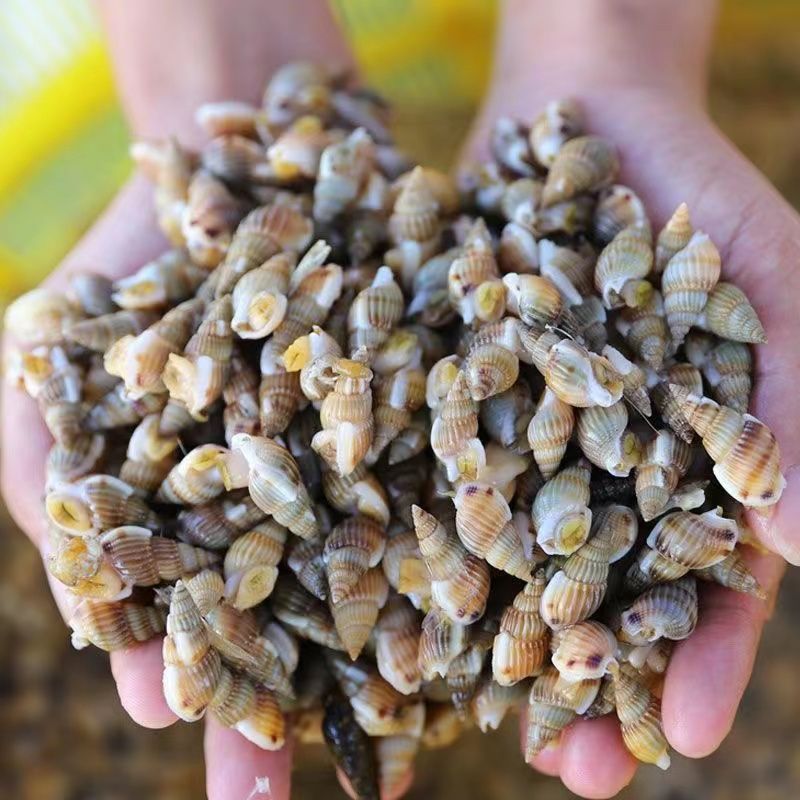 鲜活速冻海瓜子海螺丝新鲜钉螺大红枣螺冷冻海锥烧烤夜宵海鲜