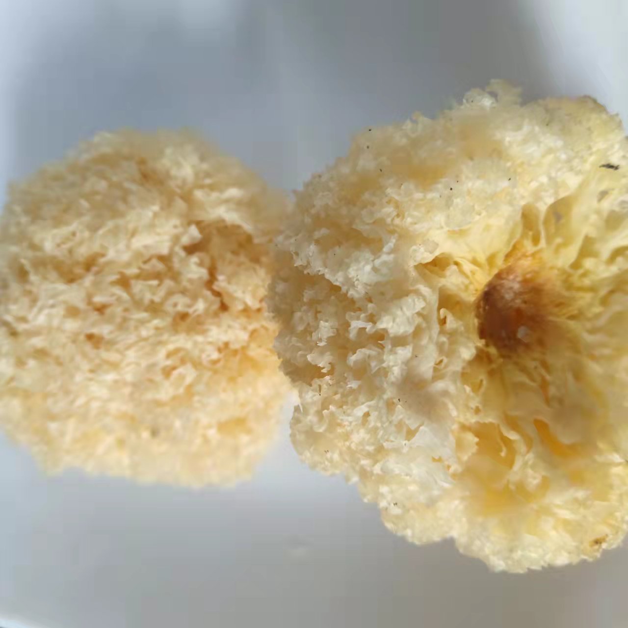 椴木小银耳中大朵