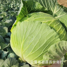 包头菜种子春秋冬播种阳台蔬菜种子甘蓝种子香草芳香植物蔬菜种子
