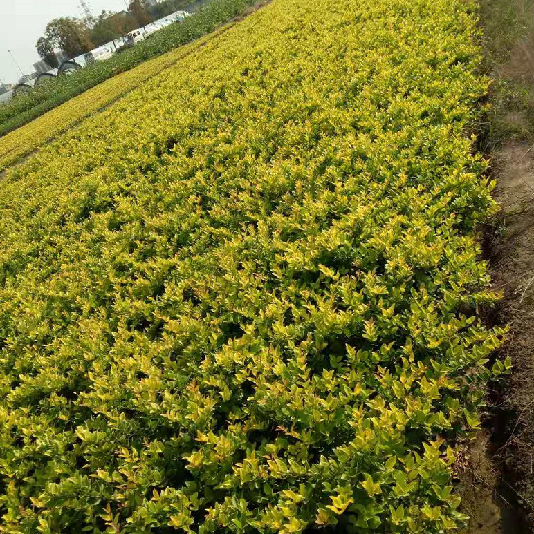 大量供应 金森女贞 毛球盆栽 高50公分 工程苗木 基地绿化-阿里巴巴