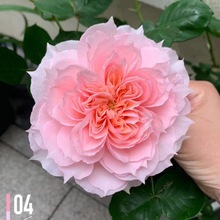 【莫妮卡戴维】月季特大花浓香带花苞阳台庭院灌木花卉四季开花