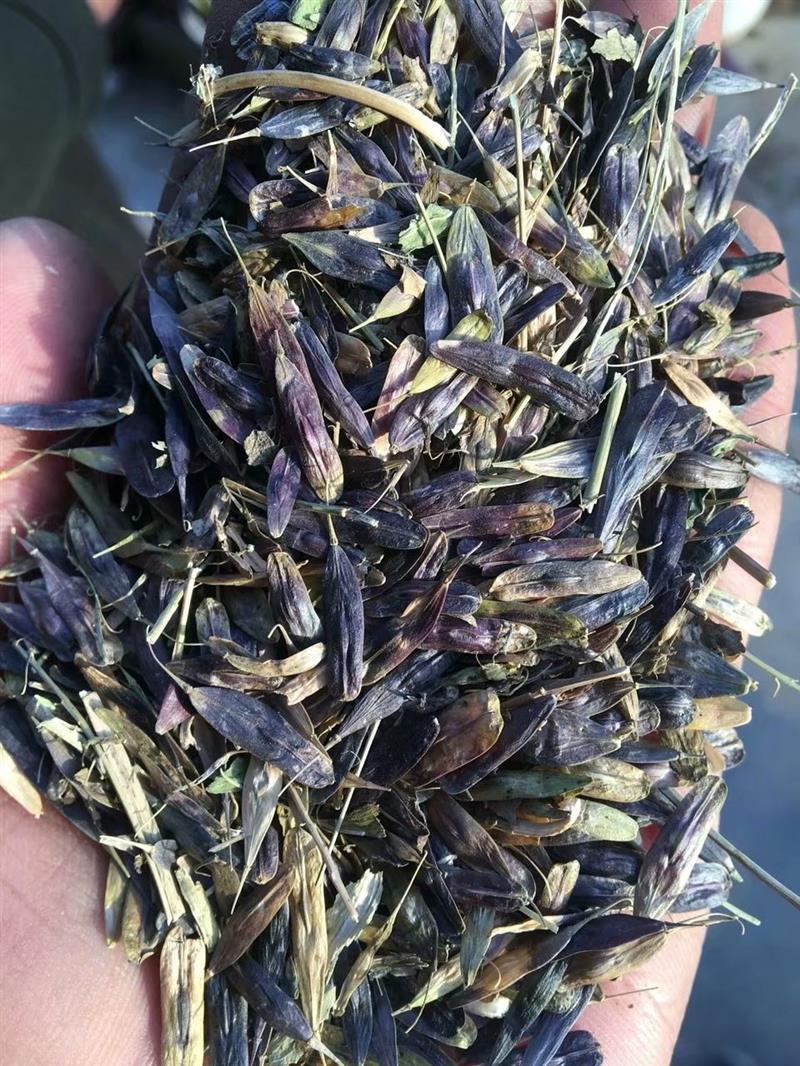 供应批发中药材大青叶板蓝根种子 各类种子基地直发