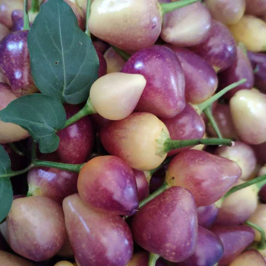 广西新鲜七彩椒五彩椒灯笼椒小圆椒