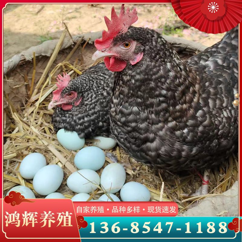 纯种芦花鸡 能下蛋的黑羽芦花鸡母鸡苗 脱温半斤大的芦花鸡苗