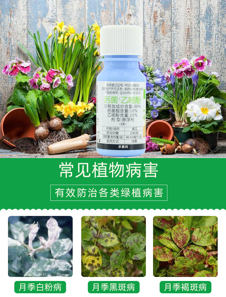 月季白粉病杀菌剂肟菌酯 乙嘧酚多肉绣球叶斑病通用型花卉杀菌药