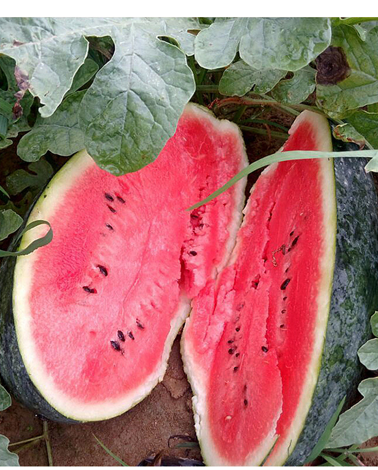 蜜冠龙大果西瓜种子 农田菜地农户种植红瓤水果西瓜籽耐贮抗裂