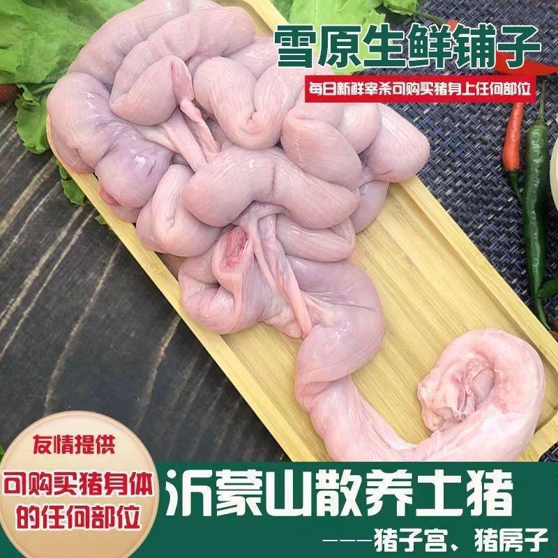 猪花肠猪仔肠猪儿肠新鲜猪脆肠猪生肠花花肠子猪房子猪猪胎盘