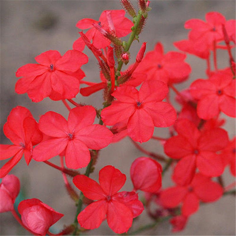 蓝雪花苗红雪花白雪花耐热耐晒庭院阳台蓝雪花盆栽攀援爬藤植物
