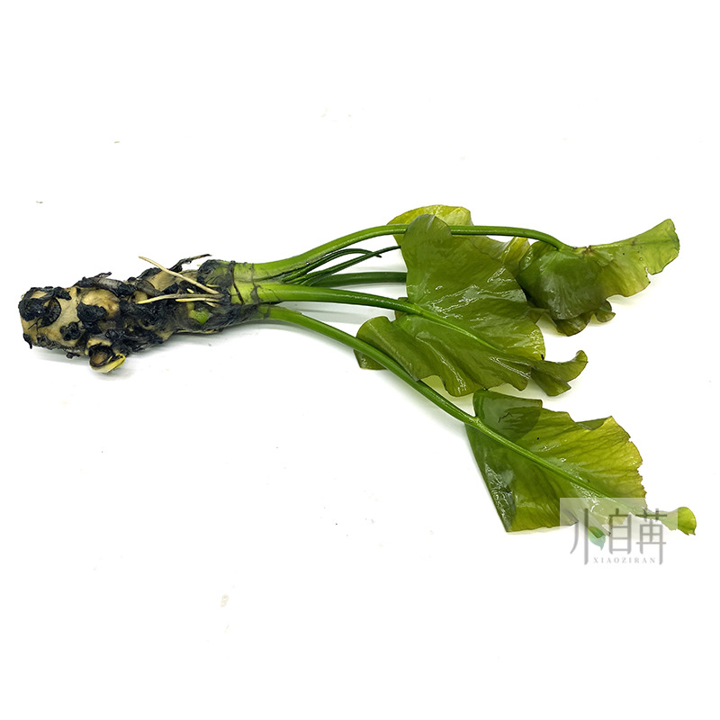 日本荷根青绿荷根水草活体鱼缸真水草观赏水草水草缸物浮叶睡莲类