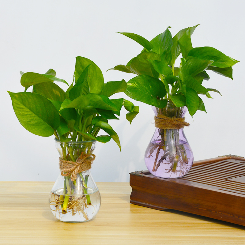 绿萝盆栽玻璃花瓶植物吊兰风信子绿植花卉室内办公水培植物