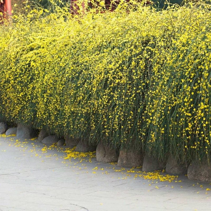 0成交0件迎春花 云南黄馨花园植物四季常园林庭院绿化苗木 树苗绿盆栽