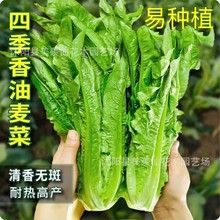 四季油麦菜种子盆栽春秋冬季蔬菜种籽夏季青菜种子阳台油麦菜种子