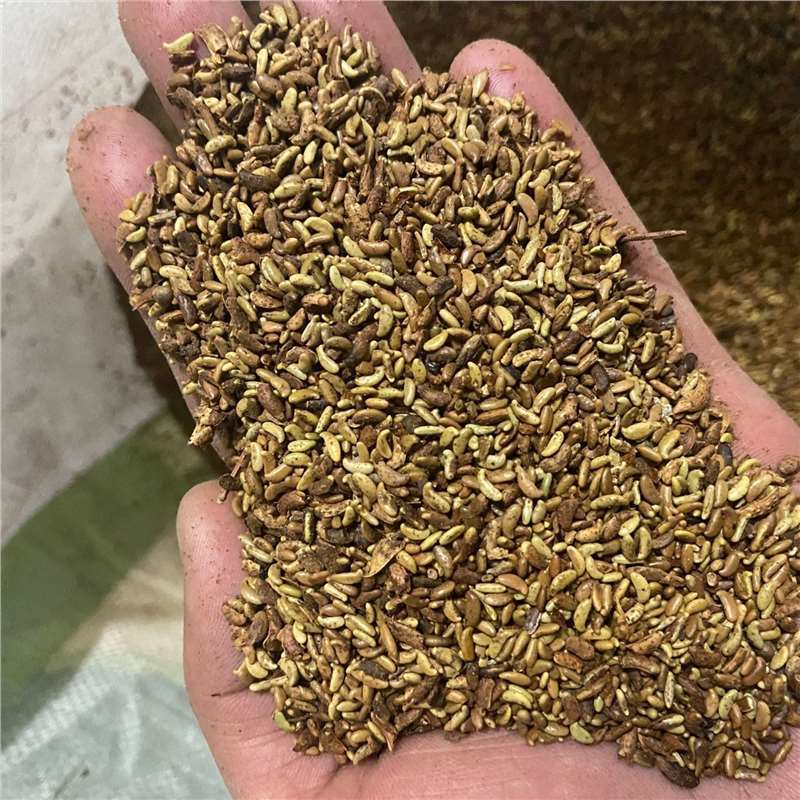 紫穗槐种子护坡复绿灌木种子多年生棉槐紫穗槐树种子板条蜜源种籽