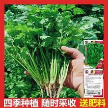 四季香菜种子浓香高产抗病阳台盆栽农家小叶蔬菜种孑四季可播种粒