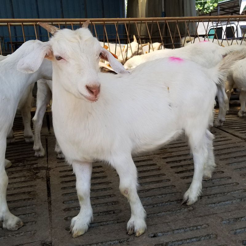 美国白山羊怀胎母羊厂家直供价格 鲁西南特产白山羊双羔品种羊