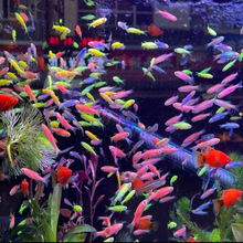 黄金玻璃体大c,特价38一对,孔雀鱼,观赏鱼,热带鱼_阿里巴巴找货神器