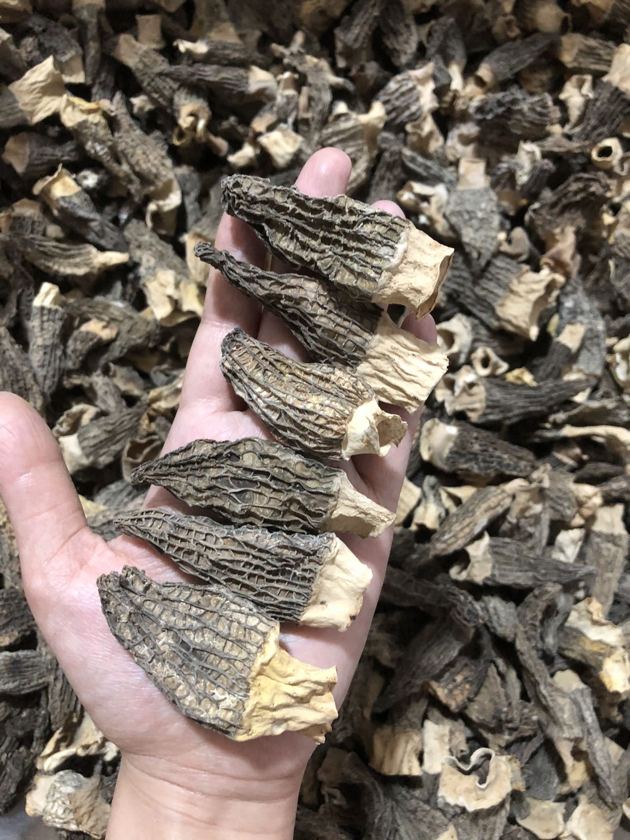 整个羊肚菌批发250g羊肚蘑菇菌鲜煲汤食用菌种羊肚菌干货菌菇汤包