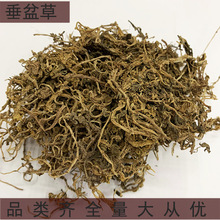 中药材供应垂盆草狗牙草瓜子草佛指甲500药材产地货源