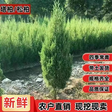 柏树树苗清明植物绿化塔松种植扁柏松树桧柏四季常青墓地室外松柏