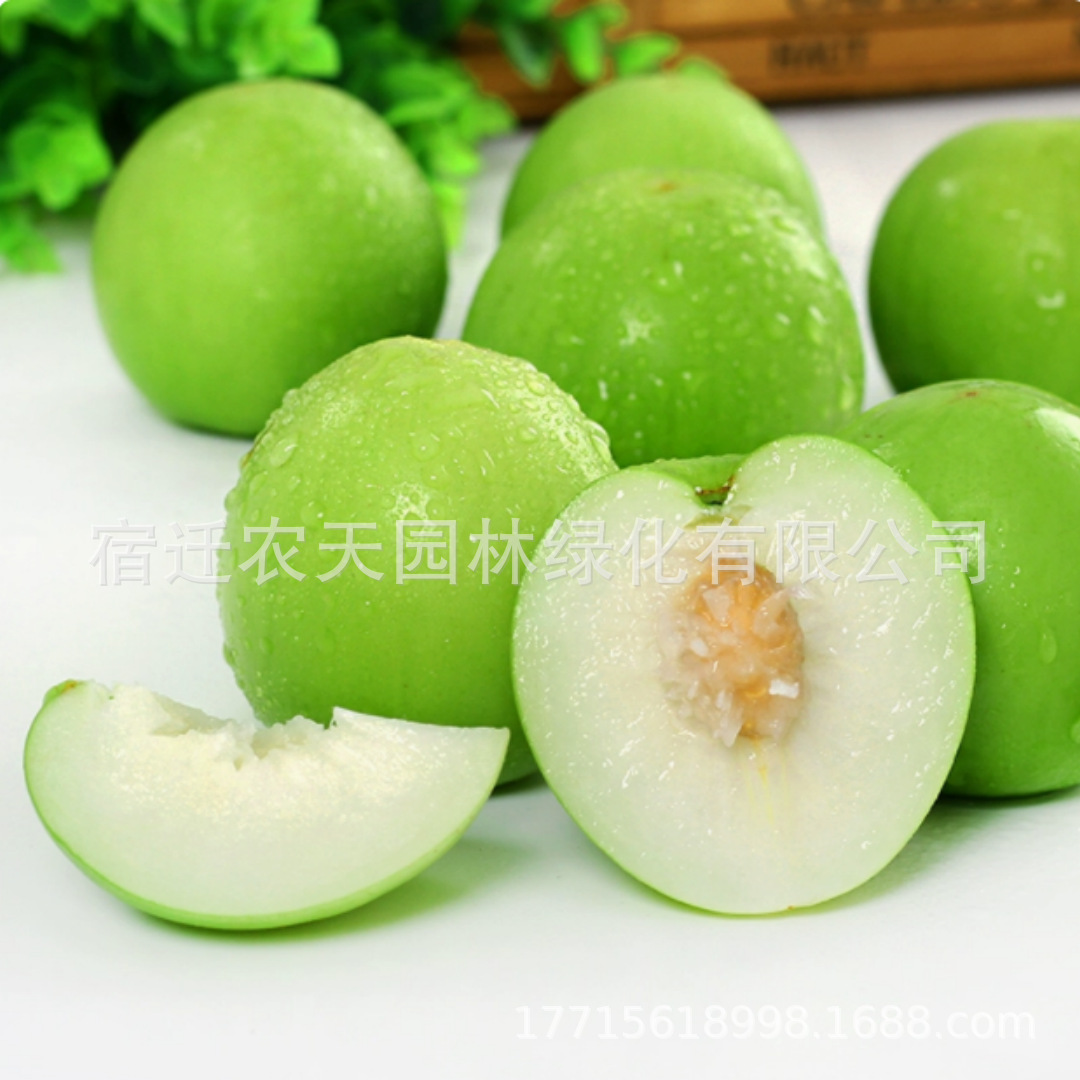 嫁接枣子苗 苹果枣树苗 台湾大青枣树苗牛奶枣苗南方北方种植果树