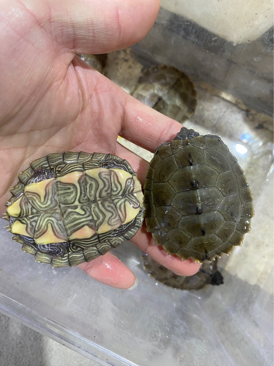 地图龟宠物龟活体乌龟深水龟小乌龟冷水龟巴西彩色乌龟