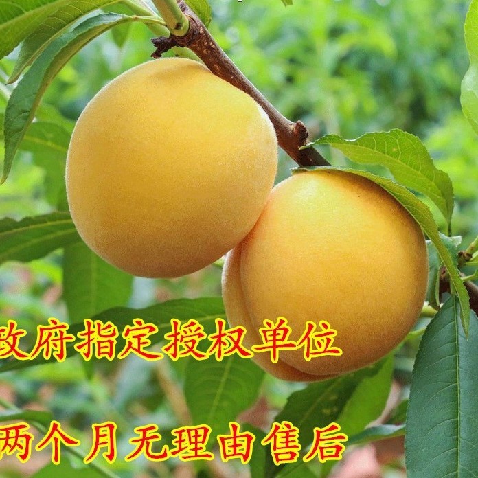 黄桃树苖嫁接桃树桃苗果树果苗冬桃当年结果苗南方北方四季种植