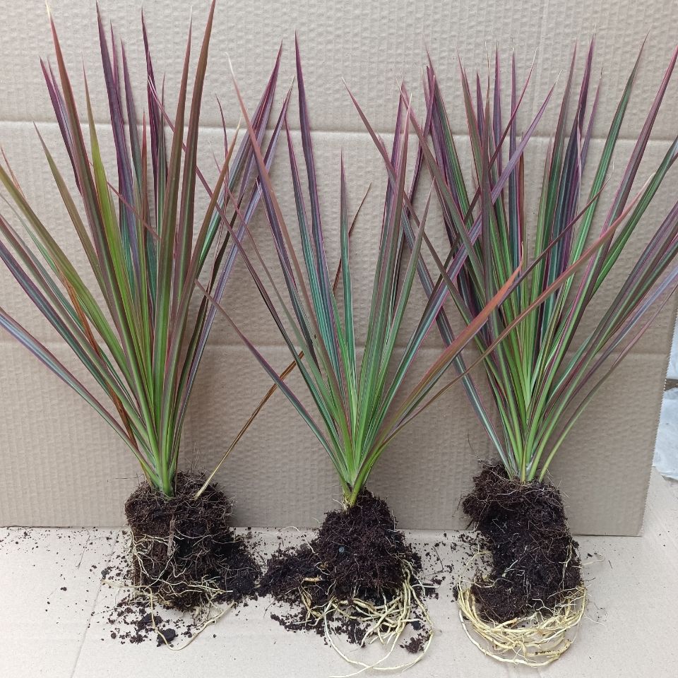 水培七彩铁五彩千年木小盆栽花卉植物室内花三色龙血树办公室绿植