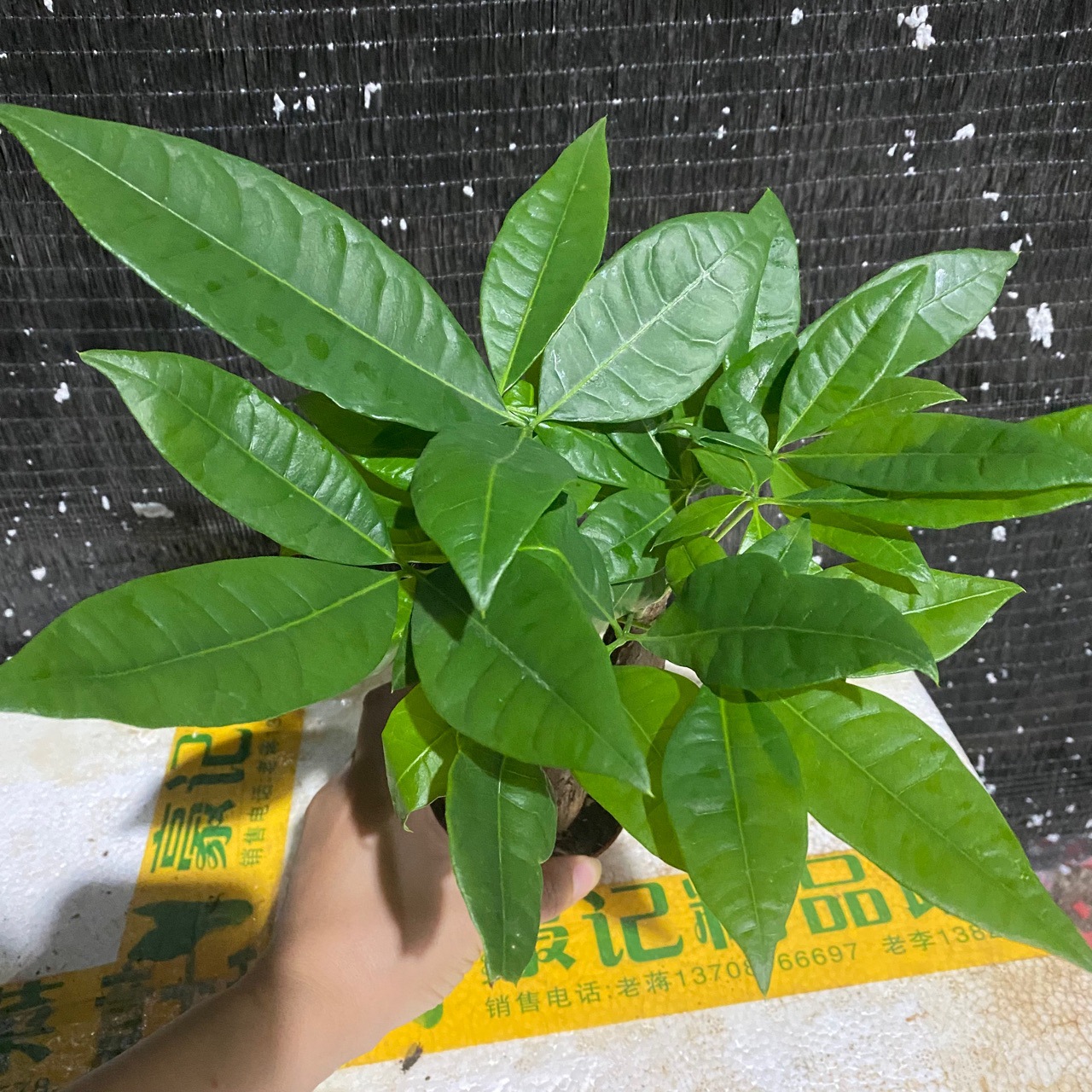 批发室内高档盆栽发财树独杆辫子观叶绿植净化空气辫子发财树摆件