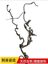 刺身海鲜姿造摆盘装饰龙枣枝根雕创意摆件迎客松造型弯曲天然树枝