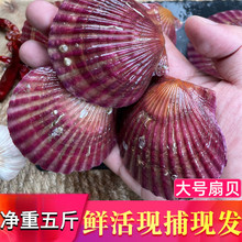 十里馋扇贝鲜活小红贝净重5斤海鲜港湾贝夏夷贝火锅烧烤食材贝类