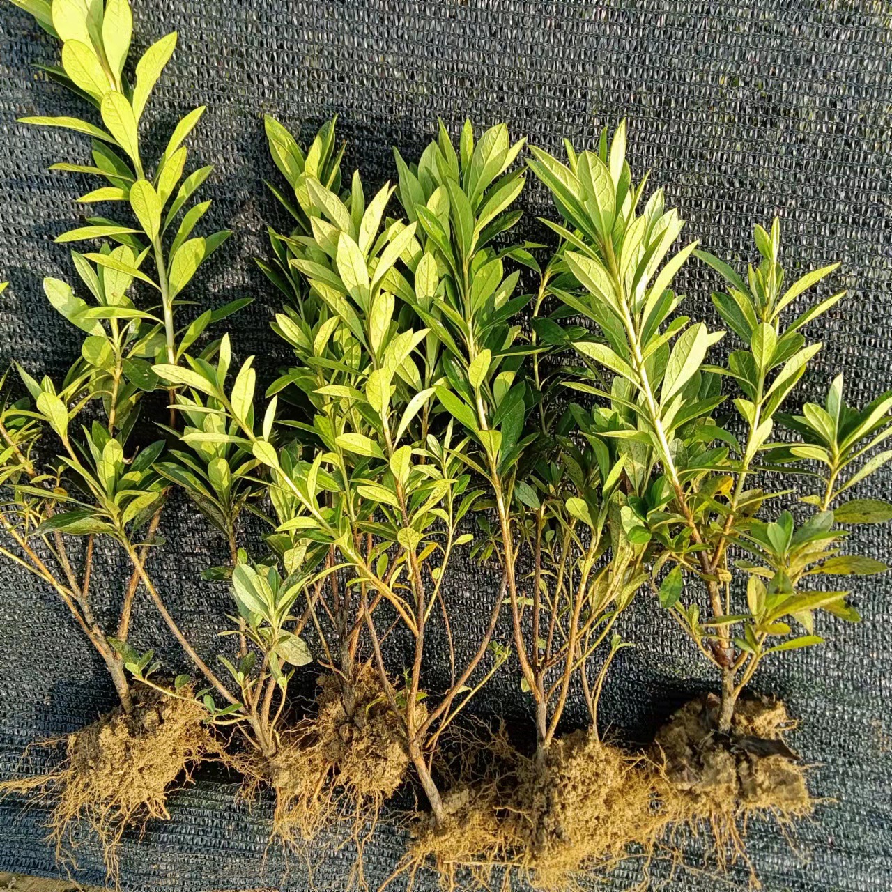 湖南农户直供灌木观花植物杜鹃球 春鹃 毛鹃 杜鹃花小苗批发